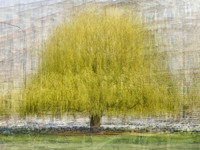 In the Round - Trees