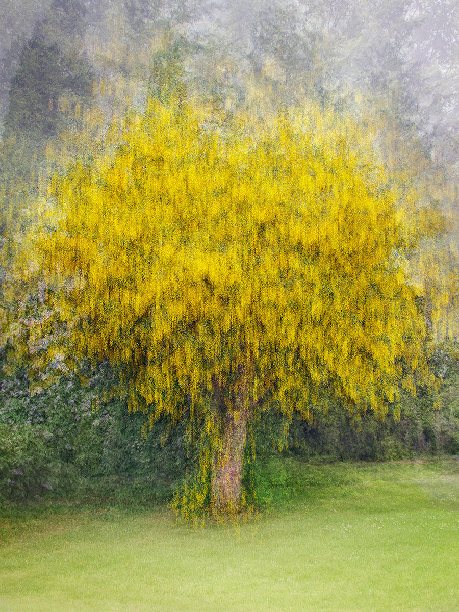 Heywood Garden