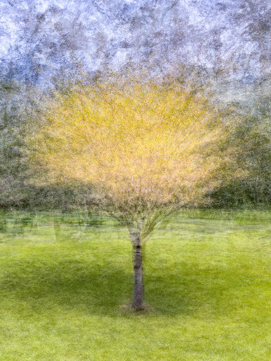 Golden Gate Park, Nine